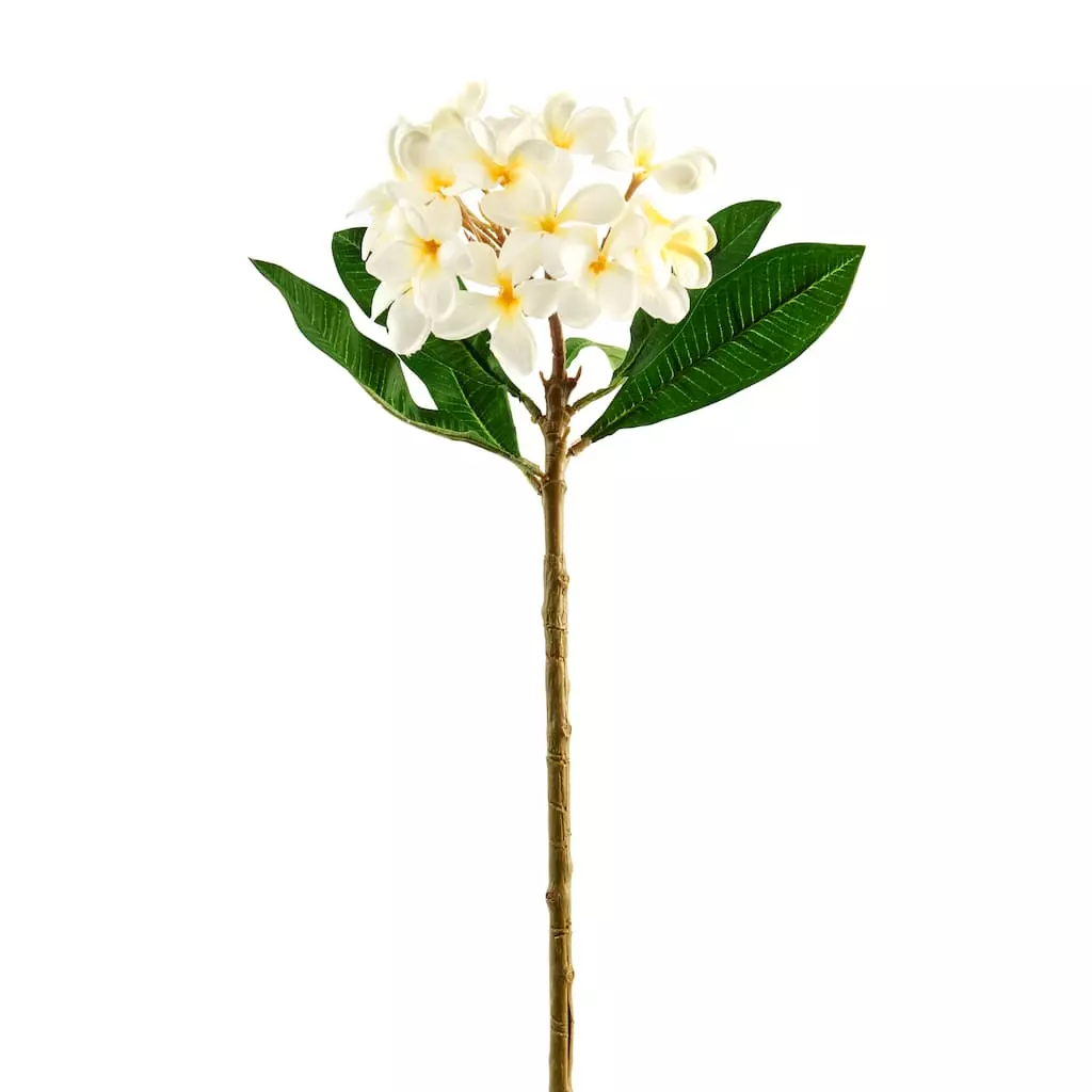 Deals 🤩 12 Pack: White Frangipani Stem by Ashland® 🤩 3 Deals 🤩 12 Pack: White Frangipani Stem by Ashland® 🤩