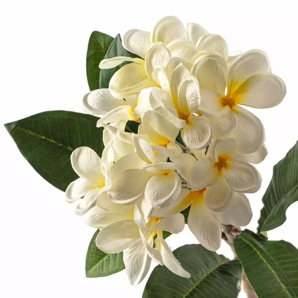 Deals 🤩 12 Pack: White Frangipani Stem by Ashland® 🤩 5 Deals 🤩 12 Pack: White Frangipani Stem by Ashland® 🤩 - Image 3