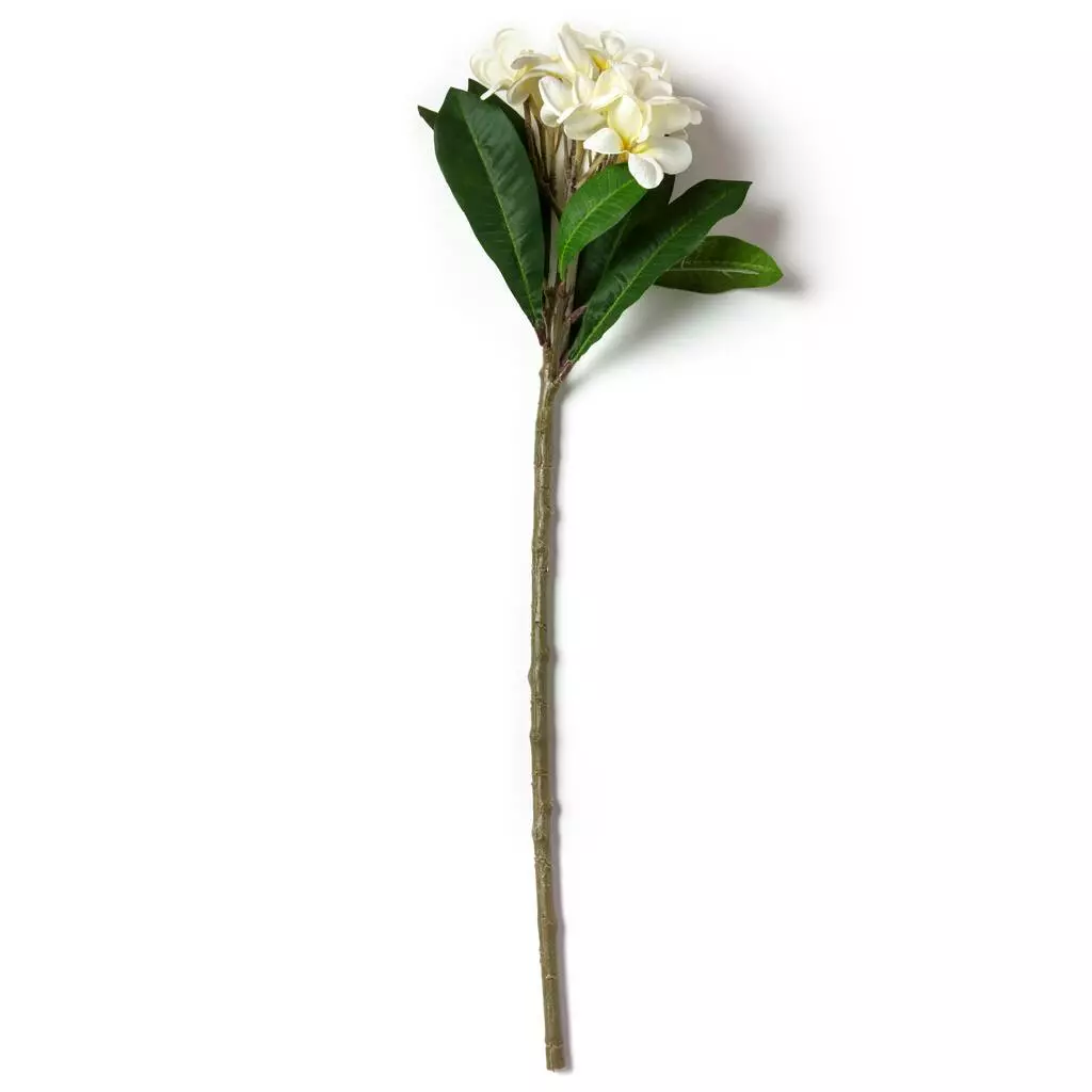 Deals 🤩 12 Pack: White Frangipani Stem by Ashland® 🤩 6 Deals 🤩 12 Pack: White Frangipani Stem by Ashland® 🤩 - Image 4
