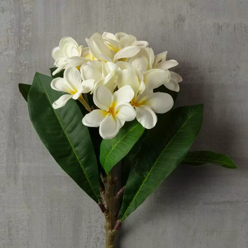 Deals 🤩 12 Pack: White Frangipani Stem by Ashland® 🤩 4 Deals 🤩 12 Pack: White Frangipani Stem by Ashland® 🤩 - Image 2