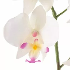 Best deal ⭐ 12 Pack: Cream & Pink Orchid Spray by Ashland® 💯 -Michaels Store MP459034 20