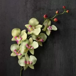 Top 10 🔔 12 Pack: Green & Pink Orchid Spray by Ashland® ⌛ 8 Top 10 🔔 12 Pack: Green & Pink Orchid Spray by Ashland® ⌛ -Michaels Store MP459035 22