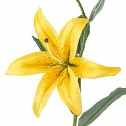 Cheap 😉 12 Pack: Yellow Casablanca Lily Stem by Ashland® ⭐ -Michaels Store MP501959 20