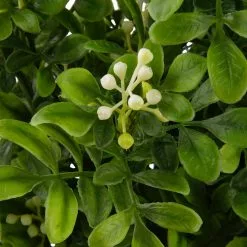 Buy 🎁 9 Pack: Boxwood & Berry Bush by Ashland® ⭐ -Michaels Store MP546917 2