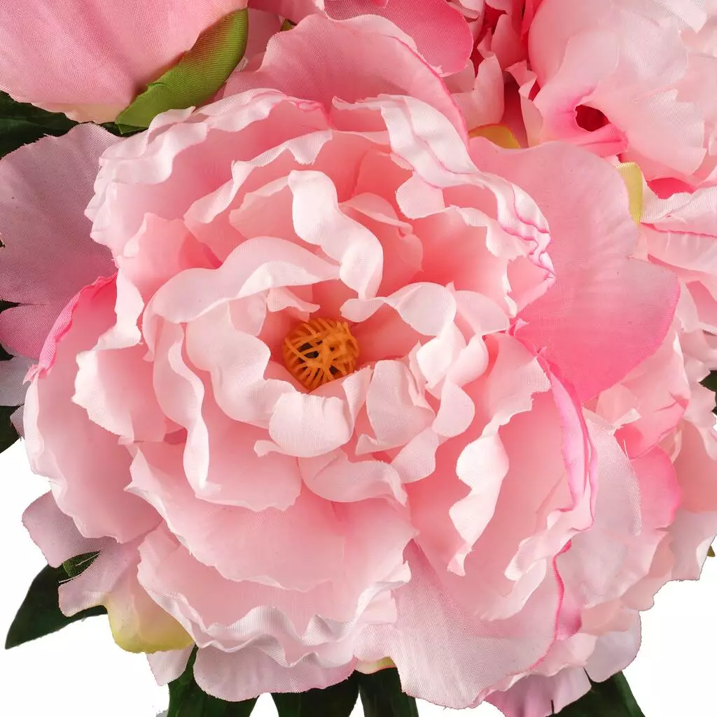Best deal 😍 12 Pack: Pink Peony Bush by Ashland® ❤️ 4 Best deal 😍 12 Pack: Pink Peony Bush by Ashland® ❤️ - Image 2