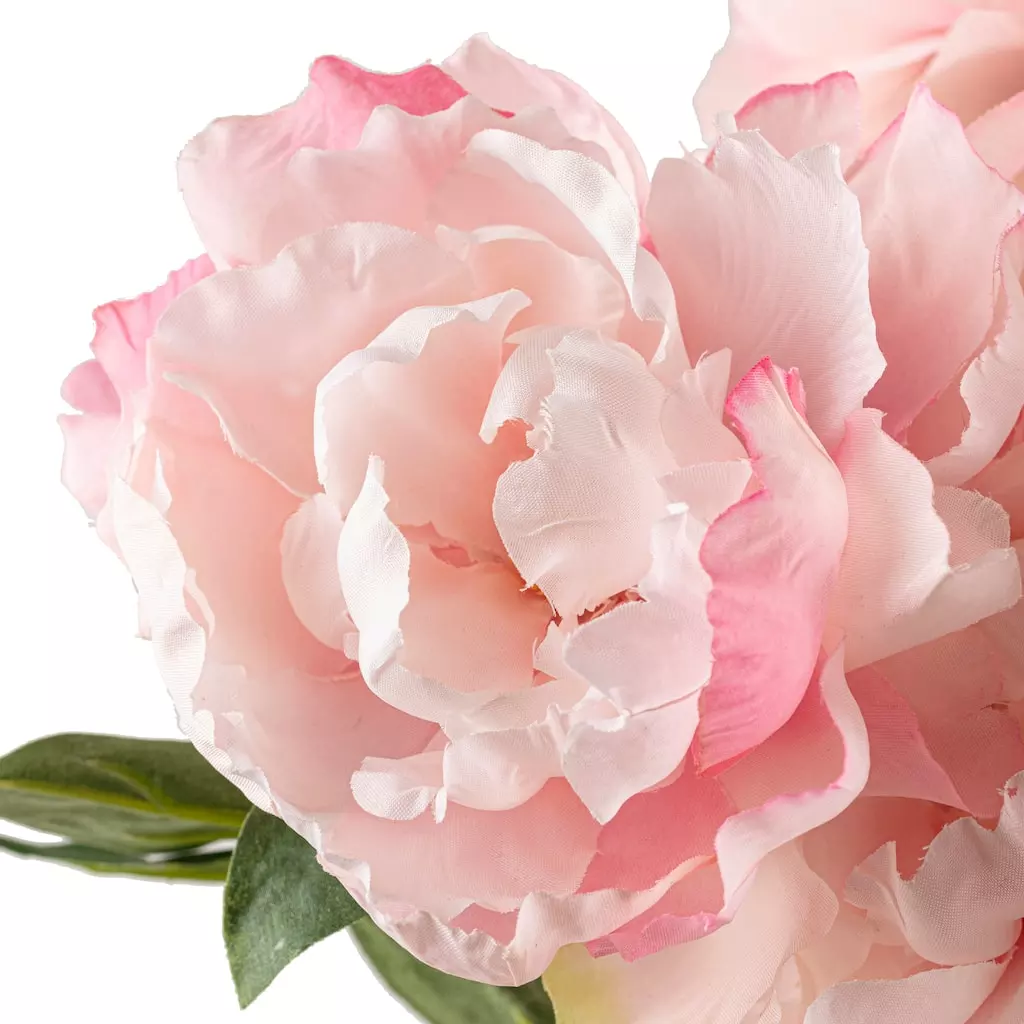 Best deal 😍 12 Pack: Pink Peony Bush by Ashland® ❤️ 5 Best deal 😍 12 Pack: Pink Peony Bush by Ashland® ❤️ - Image 3