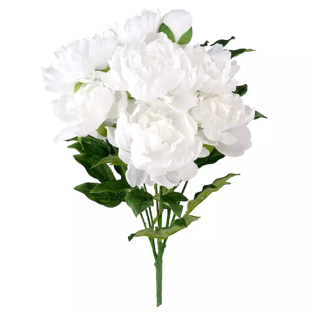New π 12 Pack: White Peony Bush by Ashland® β€οΈ 3 New π 12 Pack: White Peony Bush by Ashland® β€οΈ