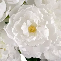 New π 12 Pack: White Peony Bush by Ashland® β€οΈ 8 New π 12 Pack: White Peony Bush by Ashland® β€οΈ -Michaels Store MP547350 2