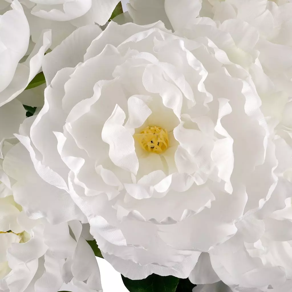 New π 12 Pack: White Peony Bush by Ashland® β€οΈ 4 New π 12 Pack: White Peony Bush by Ashland® β€οΈ - Image 2