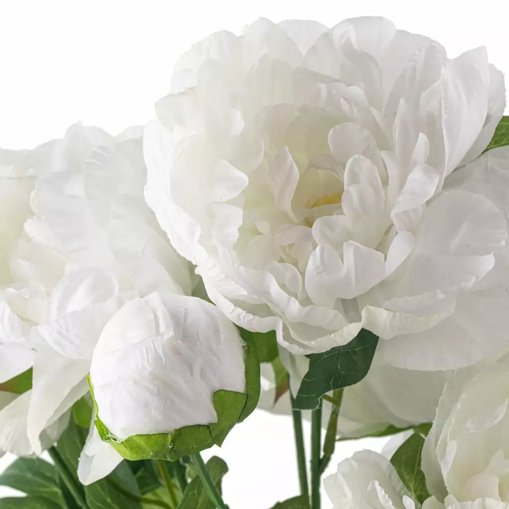 New π 12 Pack: White Peony Bush by Ashland® β€οΈ 6 New π 12 Pack: White Peony Bush by Ashland® β€οΈ - Image 4