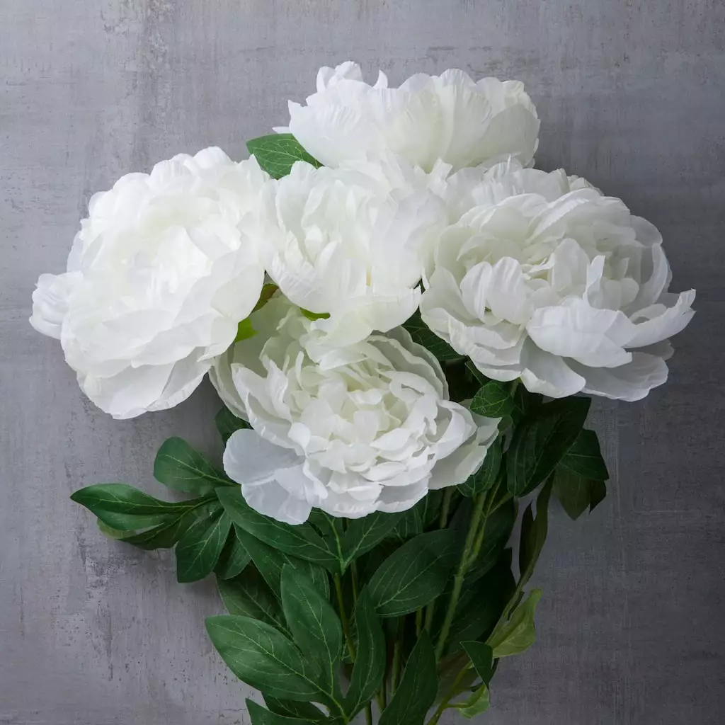 New π 12 Pack: White Peony Bush by Ashland® β€οΈ 5 New π 12 Pack: White Peony Bush by Ashland® β€οΈ - Image 3