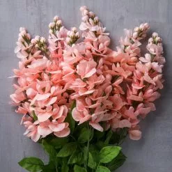 Best Sale 🥰 12 Pack: Coral Wisteria Bush by Ashland® 🎉 -Michaels Store MP547397 22