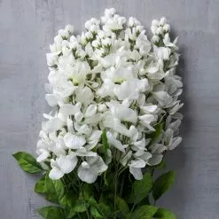 Hot Sale 🌟 12 Pack: White Wisteria Bush by Ashland® 🧨 -Michaels Store MP547400 22
