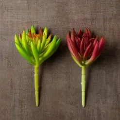 Best Sale 😍 12 Pack: Assorted Succulent Pick by Ashland® 🎁 -Michaels Store MP547488 25