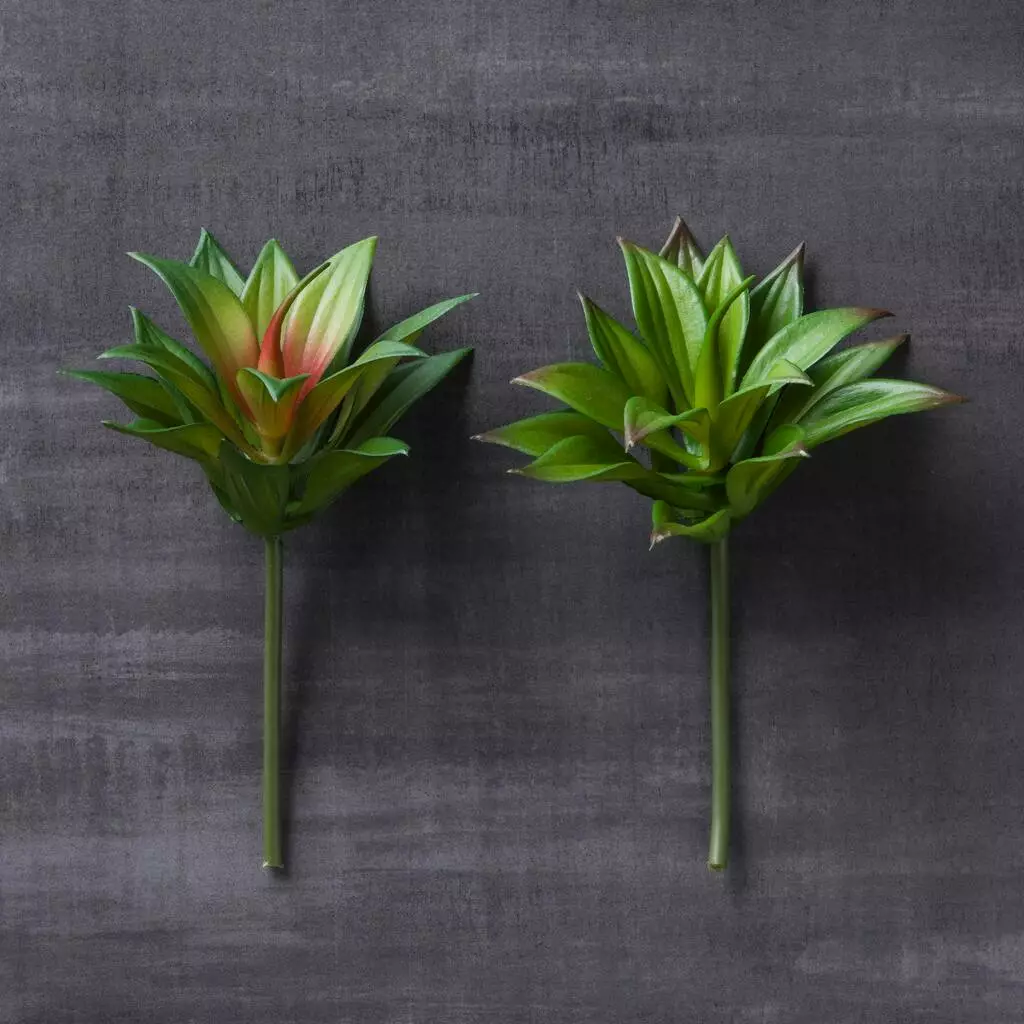 Deals π₯ 12 Pack: Assorted Agave Pick by Ashland® π 9 Deals π₯ 12 Pack: Assorted Agave Pick by Ashland® π - Image 7