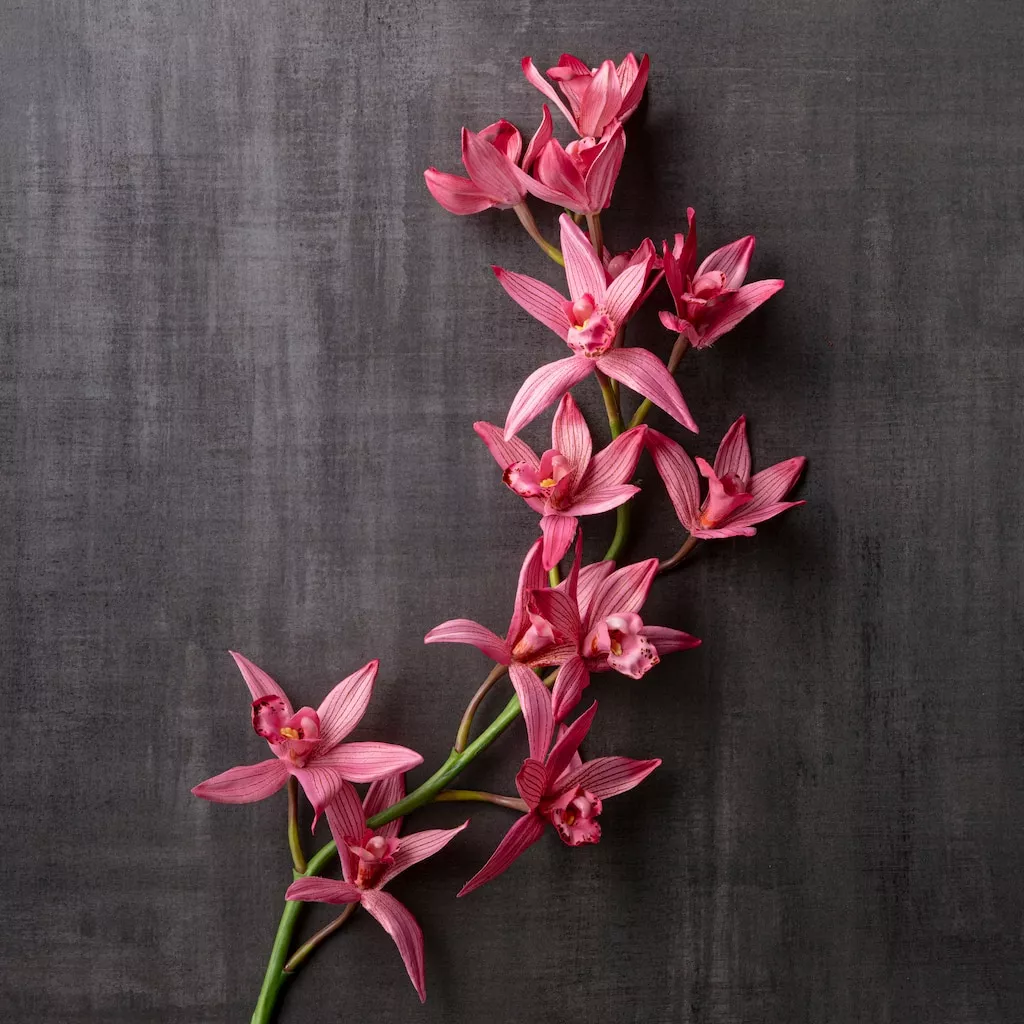 Best Pirce ⭐ 6 Pack: Mauve Boat Orchid Spray by Ashland® ✔️ 6 Best Pirce ⭐ 6 Pack: Mauve Boat Orchid Spray by Ashland® ✔️ - Image 4