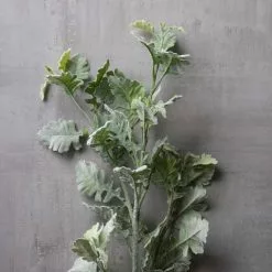 Best deal 👏 6 Pack: Frosted Dusty Miller Spray by Ashland® ✨ -Michaels Store MP626451 22