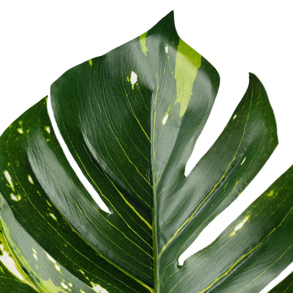 Best Pirce ✨ 12 Pack: Monstera Leaf Stem by Ashland® ❤️ 6 Best Pirce ✨ 12 Pack: Monstera Leaf Stem by Ashland® ❤️ - Image 4