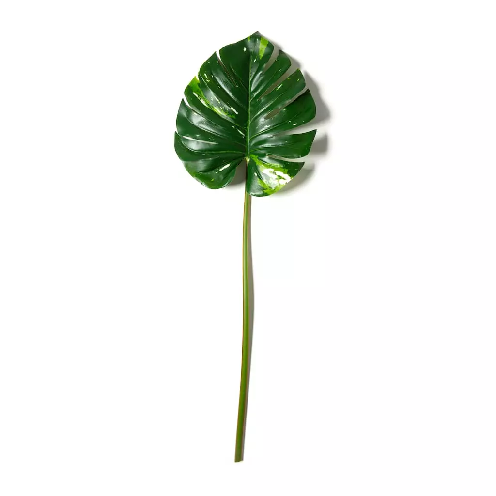 Best Pirce ✨ 12 Pack: Monstera Leaf Stem by Ashland® ❤️ 7 Best Pirce ✨ 12 Pack: Monstera Leaf Stem by Ashland® ❤️ - Image 5