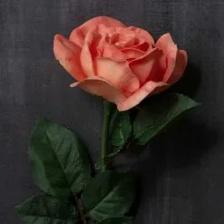 Top 10 💯 6 Pack: Coral Rose Stem by Ashland® ⌛ -Michaels Store MP626866 22