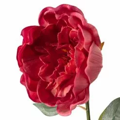 Best reviews of 🛒 6 Pack: Fuchsia Peony Stem by Ashland® 👏 -Michaels Store MP626892 20