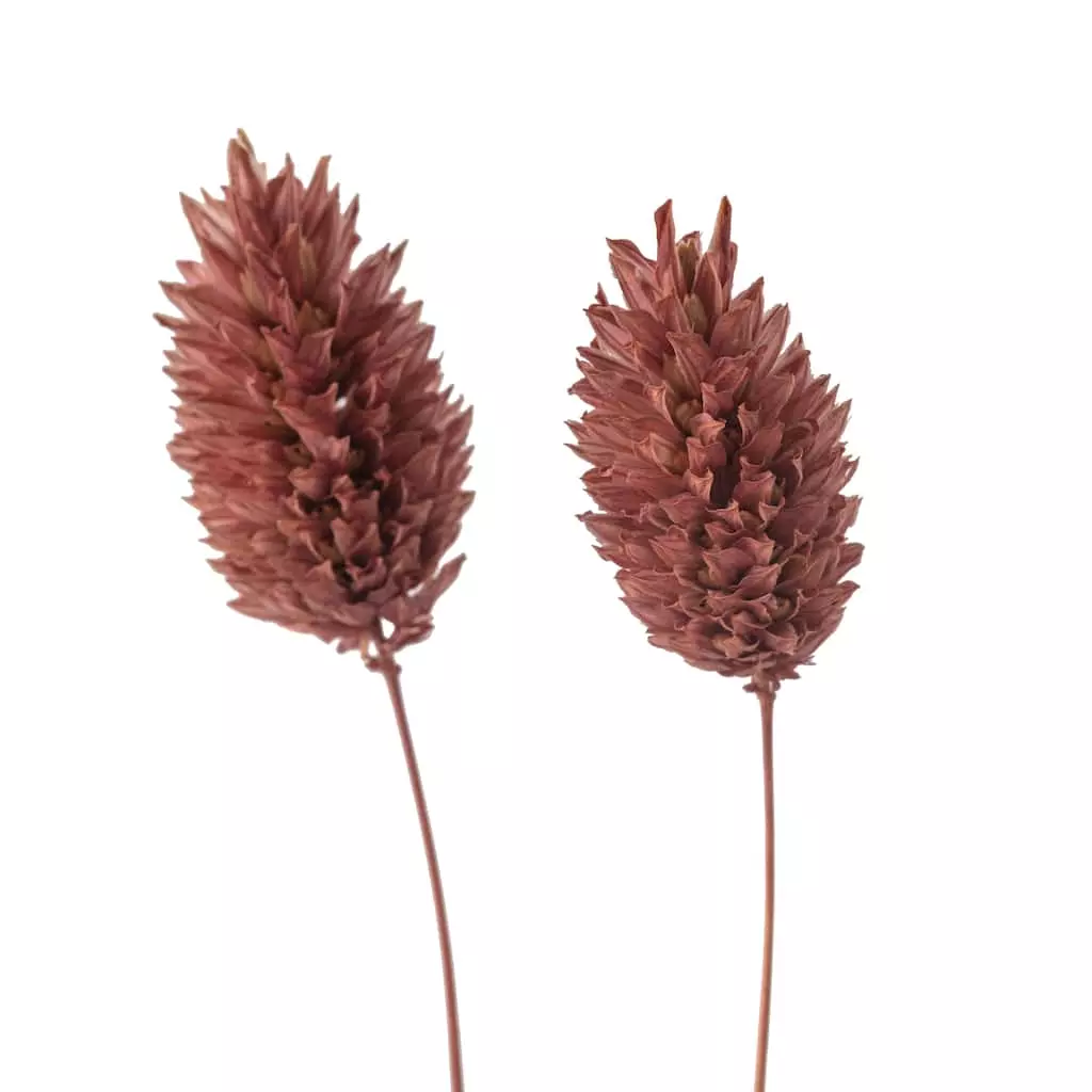 Cheap π 6 Pack: Coral Poa Grass Bundle by Ashland® π₯ 7 Cheap π 6 Pack: Coral Poa Grass Bundle by Ashland® π₯ - Image 5