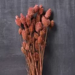 Cheap π 6 Pack: Coral Poa Grass Bundle by Ashland® π₯ 10 Cheap π 6 Pack: Coral Poa Grass Bundle by Ashland® π₯ -Michaels Store MP628612 22